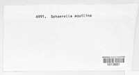 Mycosphaerella aquilina image